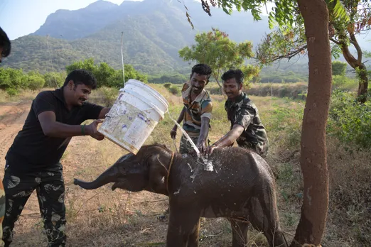 கோவை அருகே தனியாக சுற்றி திரிந்த 3 மாத யானைக்குட்டி மீண்டும் யானைக் கூட்டத்துடன் சேர்ப்பு