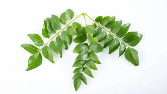 curry leaves