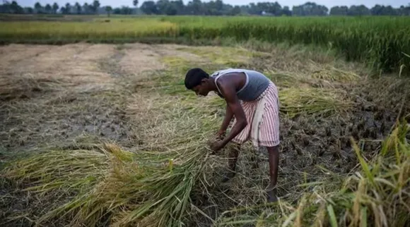 crop production