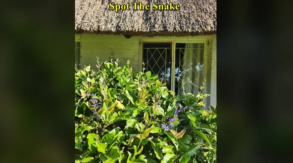 Snake hut 3