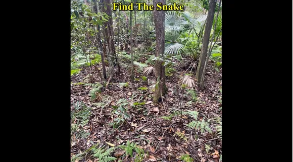 snake forest