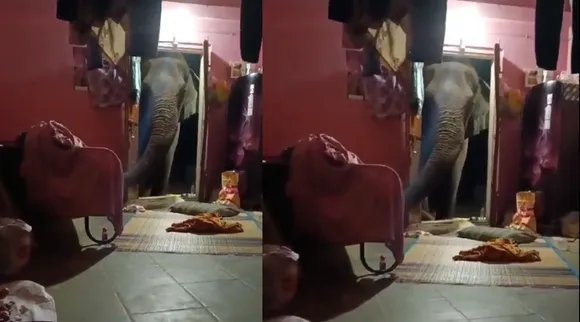 Coimbatore wild elephant entering the house in search of food Viral video Tamil News 