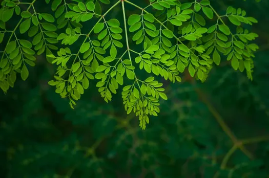 moringa leaves