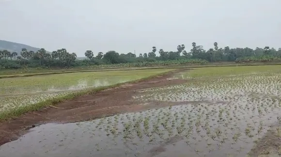 வயல்ல சரி பண்ணவே ஒரு லட்சம் ஆகும்.. அரசாங்கம் தான் எங்களை காப்பாத்தணும்- ஆழ்வார்கற்குளம் விவசாயிகள் வேதனை