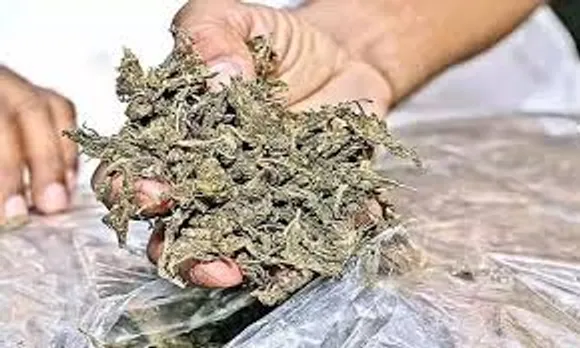 ganja new