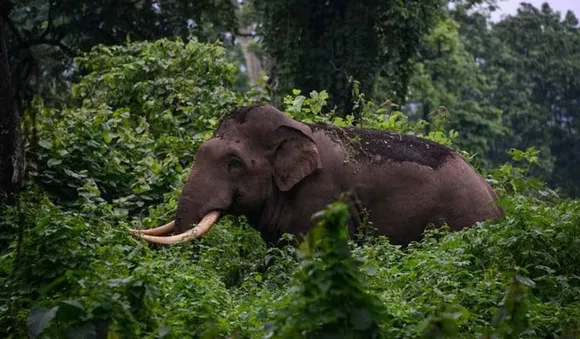 ആനയുടെയും മറ്റു വന്യമൃഗങ്ങളുടെയും വിവരങ്ങള്‍ അറിയിക്കാന്‍ പബ്ലിക് അഡ്രസ്സ് സിസ്റ്റം; വന്യജീവി ആക്രമണം തടയാന്‍ സര്‍ക്കാര്‍