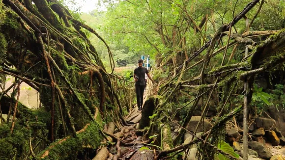 living root bridges meghalaya india