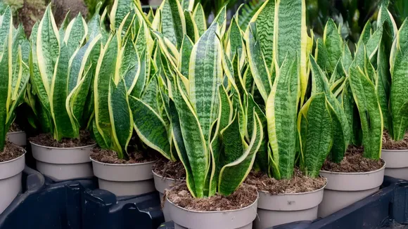 plant