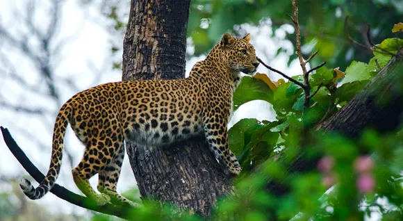 Bandipur National Park Tour Packages from Bangalore, Bandipur ...