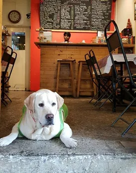 Dog-Friendly Cafes in Pune 