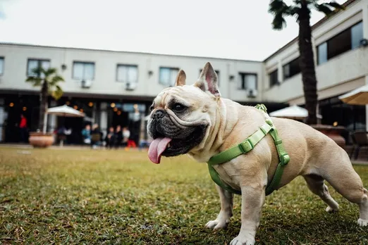 Dog-Friendly Cafes in Pune 