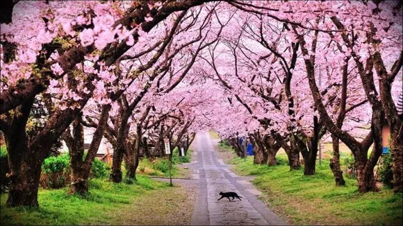 International Cherry blossom festival in Shillong, Meghalaya
