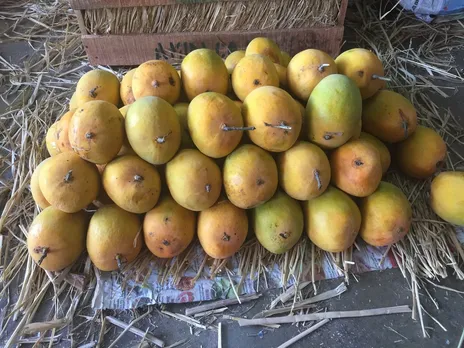 order mangoes online in Pune