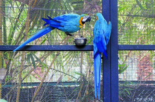 EsselWorld ‘Celebirdy Live’