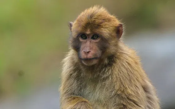 monkey species in India