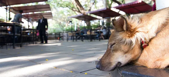 Dog-Friendly Cafes in Pune 