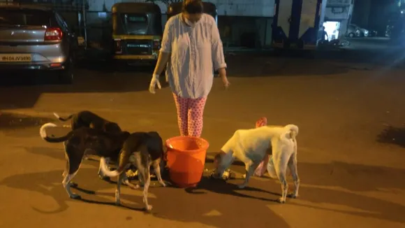 Mumbaikars feeding stray dogs