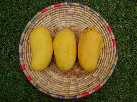fun facts about mangoes