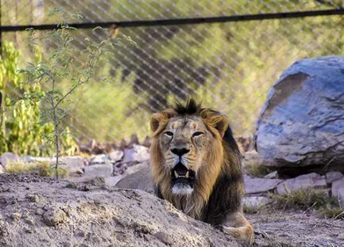 nahargarh biological park