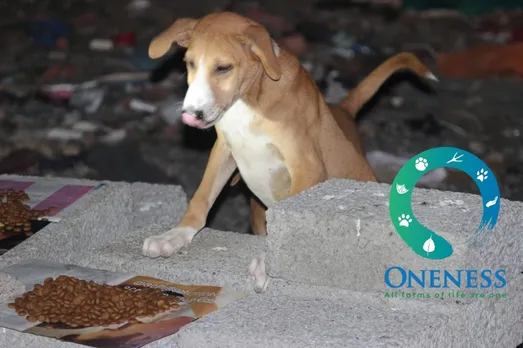 NGOs feeding stray animals