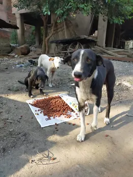 NGOs feeding stray animals