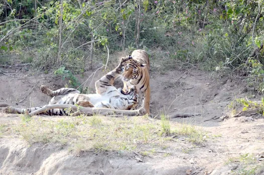 Tiger Reserves in India