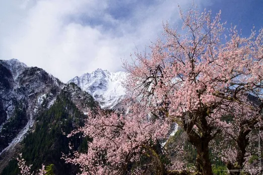 Cherry Blossom in India, Shimla, Himachal Pradesh 