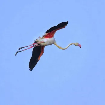 flamingos in mumbai