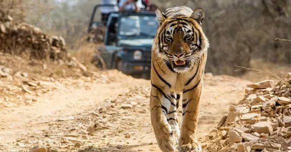 Corbett Tiger Reserve to witness women drivers and guides soon