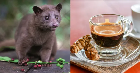 Did you know the world's most expensive coffee is made from the poop of the civet cat?