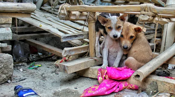 This app by a Mumbai resident helps rescue stray animals in real-time