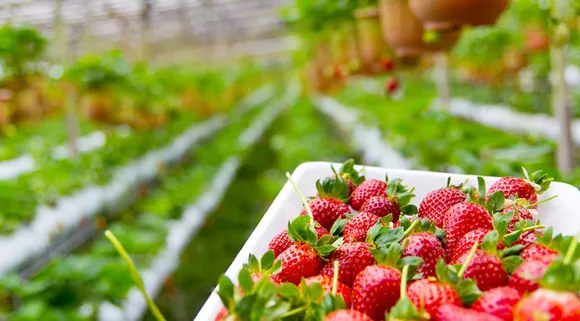 Spend your winters at these strawberry picking farms of Maharashtra!
