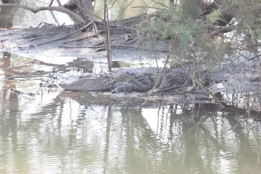 A crocodile was seen in Navi Mumbai for two days!