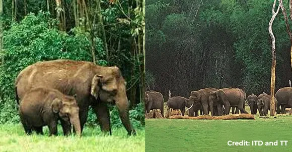 Meet one of the cutest animals, elephants in these elephant reserves in India!