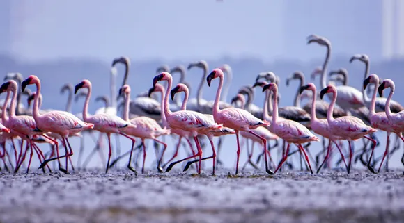 Flamingos are back in Mumbai and here is where you can spot them!