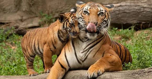 Know about these Tiger Reserves in India and celebrate World Tiger Day with these big cats