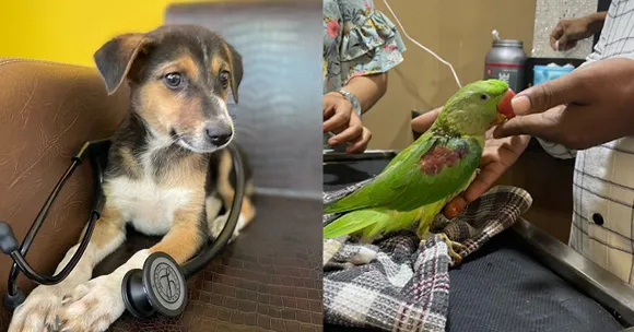 Being Animal Foundation: A no-profit medical centre to give street animals a fair chance at life!