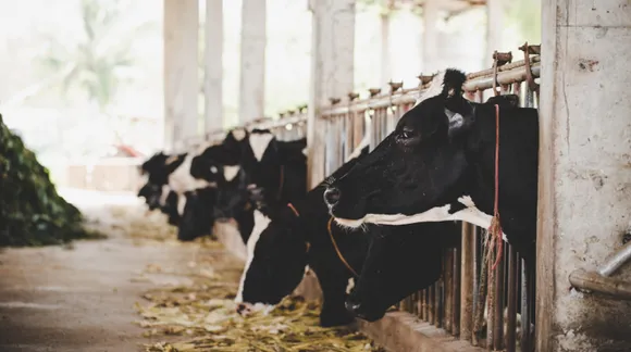 Here's how you can help the cattle farms during the lockdown