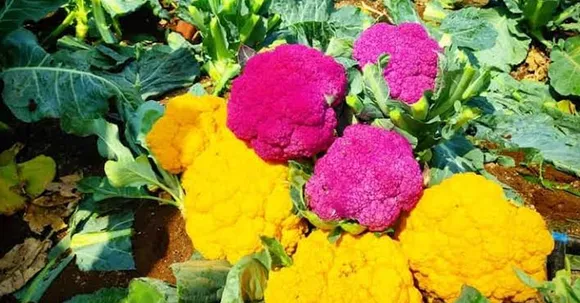 Purple and Yellow cauliflowers in Maharashtra; Nashik farmer has cultivated colourful cauliflowers worth Rs 16 lakh