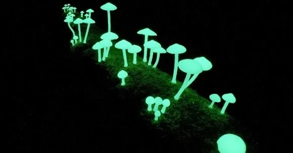 Locals help scientists find glowing mushrooms in Meghalaya!