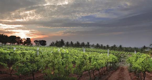 Vineyards in India - Bringing grape expectations to the table