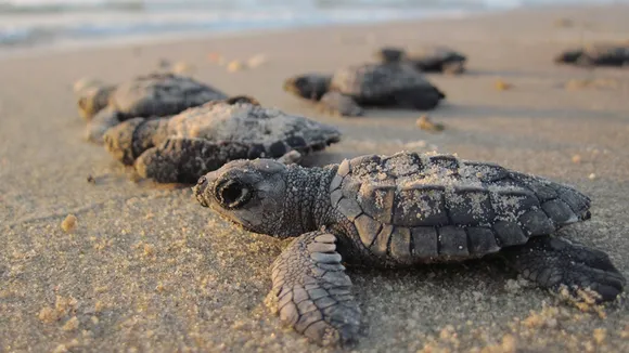Plan your Weekend and head to Velas Turtle Festival at Ratnagiri Beach