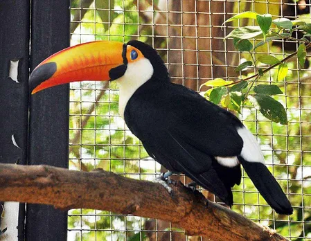 With Celebirdy Live, EsselWorld Bird Park brings Interactive Bird Sanctuary to your home!