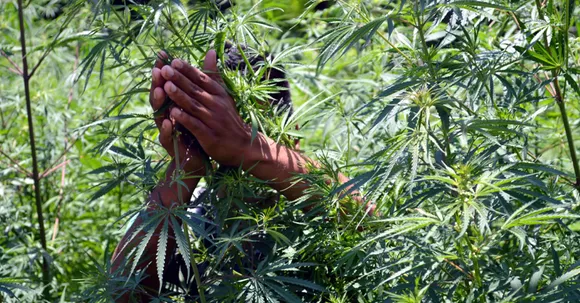 Government to legalize cannabis cultivation in Himachal Pradesh