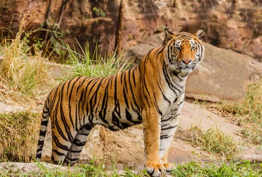 Jungle encounters!! National parks in India for tiger spotting!