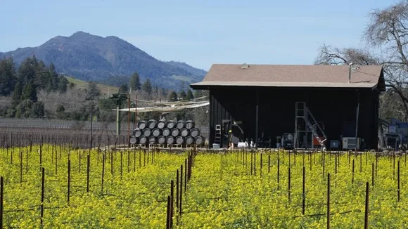 Mustard Fields in Bloom: A Double-Edged Sword for Northern California's Wine Country