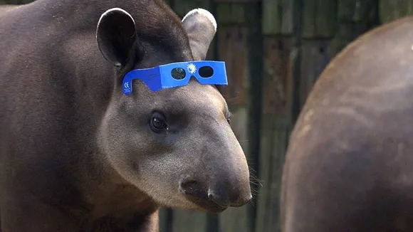 Eclipse Across the Zoo: How the April Solar Eclipse Will Transform Animal Behavior