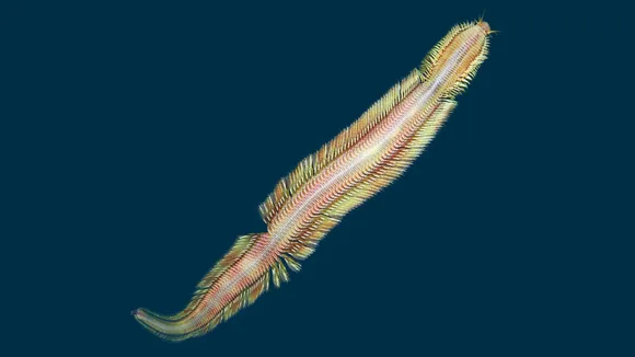 Mysterious Depths Unveiled: New Deep-Sea Worm Discovered off Costa Rica