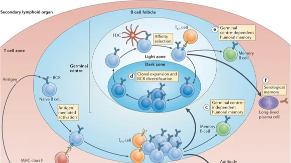 Deciphering the Destiny of B Cells: A Leap Towards Precision Vaccines