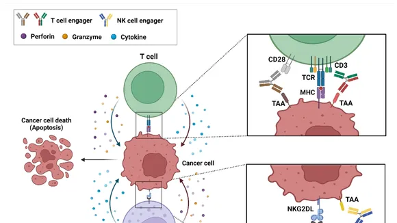 Bispecific Antibodies: A New Frontier in Cancer Immunotherapy